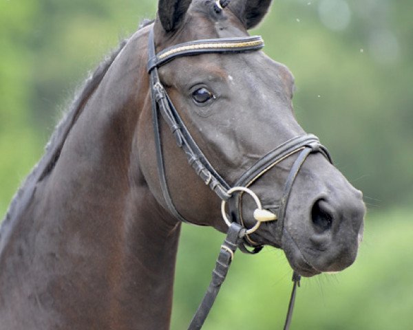 dressage horse Diamanto Nero (Hanoverian, 2009, from Danone II)