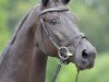 dressage horse Diamanto Nero (Hanoverian, 2009, from Danone II)