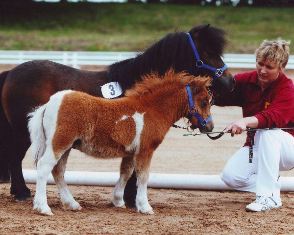 Zuchtstute Holanda von Repgow (Shetland Pony (unter 87 cm), 2012, von Rosso)