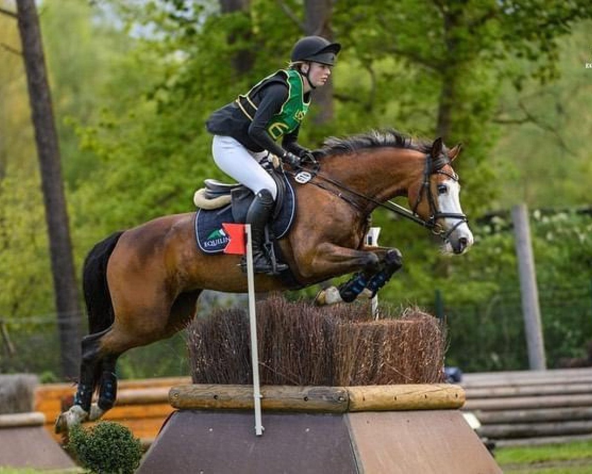 dressage horse Golden Gadget (German Riding Pony, 2011, from Golden Gate N)