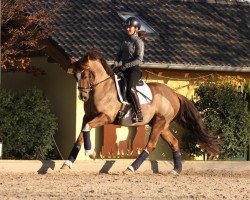 stallion FS Nostranobel (German Riding Pony, 2016, from Fs Numero Uno)