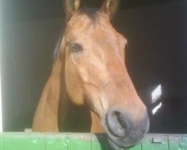 dressage horse Adino 21 (Hanoverian, 1996, from Arino Hit)