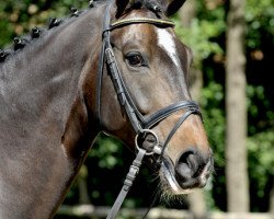 dressage horse Fancy Look (Hanoverian, 2008, from Fidertanz)