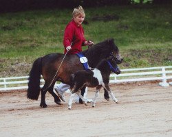 Pferd Relana von Repgow (Shetland Pony (unter 87 cm), 2012, von Rosso)