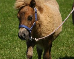 Zuchtstute Halma von Repgow (Shetland Pony (unter 87 cm), 2013, von Sir Paul)