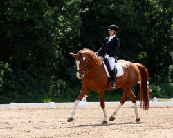 dressage horse Royal Flash 105 (Hanoverian, 2006, from Royal Blend)