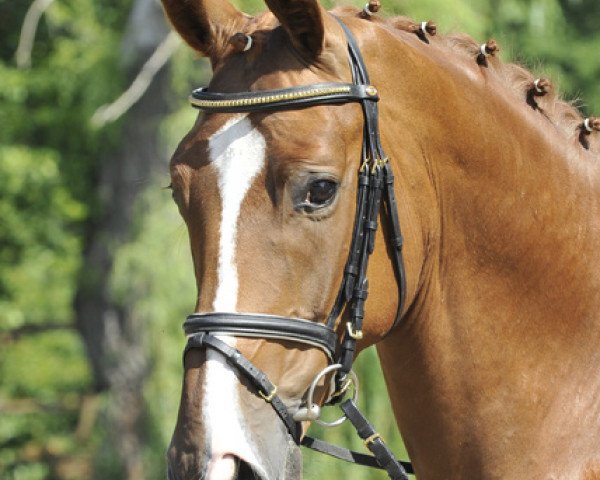 dressage horse Duke of Cornwall (Hanoverian, 2009, from Don Henrico)