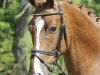 dressage horse Duke of Cornwall (Hanoverian, 2009, from Don Henrico)