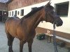 dressage horse Mac Benedict Junior (German Riding Pony, 1993, from Mac Benedict)