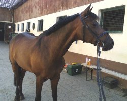 dressage horse Mac Benedict Junior (German Riding Pony, 1993, from Mac Benedict)