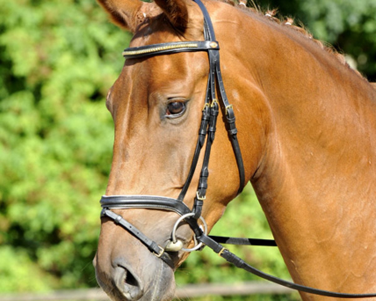 dressage horse Forrest Gump (Hanoverian, 2009, from Fidertanz)