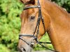 dressage horse Forrest Gump (Hanoverian, 2009, from Fidertanz)