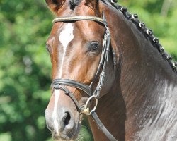 stallion Sommelier (Oldenburg, 2009, from San Amour I)