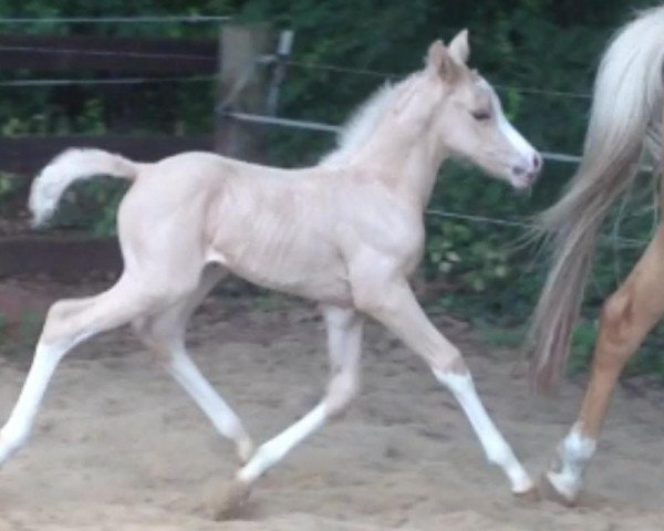 broodmare Dejavue Ol (German Riding Pony, 2013, from Dreidimensional AT NRW)