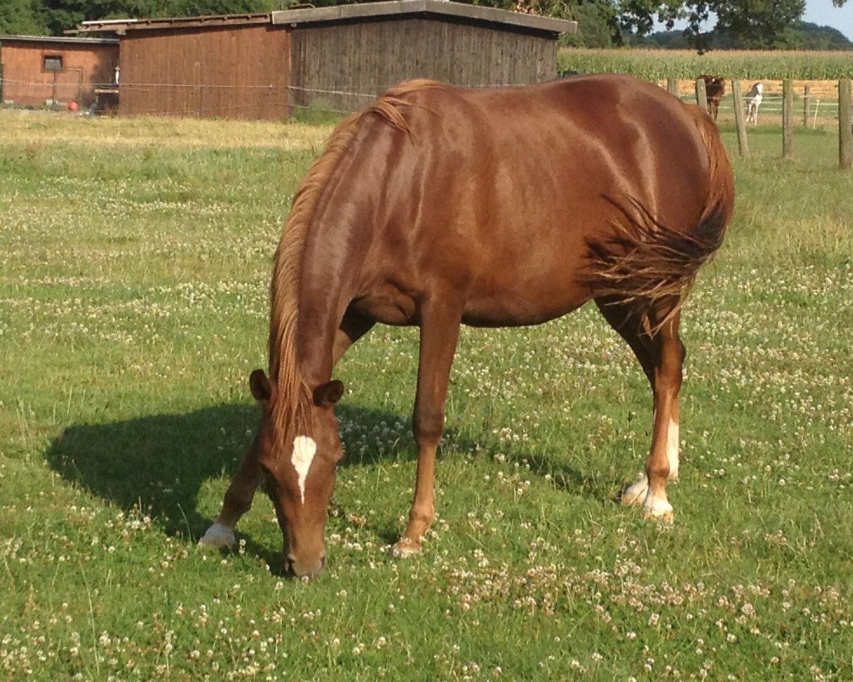 broodmare Sanibel Island 4 (German Riding Pony, 2011, from Don't Worry Be Happy)