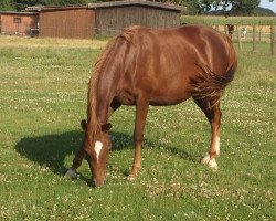 broodmare Sanibel Island 4 (German Riding Pony, 2011, from Don't Worry Be Happy)