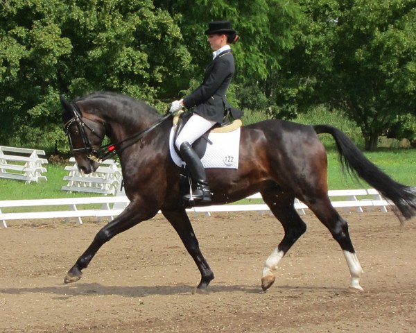 horse Houdini 15 (Hanoverian, 2002, from Hudson)