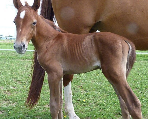 jumper Chistero (Bavarian, 2013, from S.I.E.C. Captain Future Z)