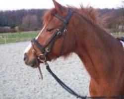 horse Dahna (German Riding Pony,  )