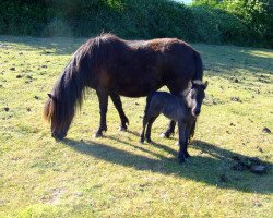 Zuchtstute Unette van Stal het Noordereind (Shetland Pony, 2004, von Friso van de Heuvelshof)