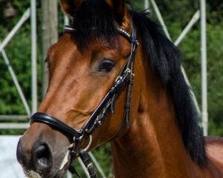 Springpferd Caretello's Caruso (Württemberger, 2009, von Caretello B)