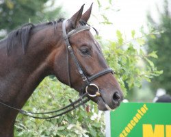 dressage horse Sotirios (Hanoverian, 2005, from Sandro Hit)