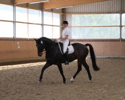 dressage horse Del Augustino (Westphalian, 2001, from Del Piero)