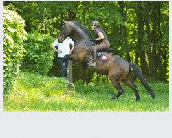 horse Walker 2 (Westphalian, 1997, from Weltrat)