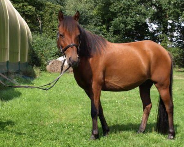 horse Leon (German Riding Pony, 2000)