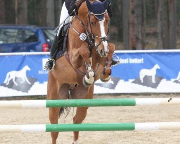 jumper Bandolero 51 (German Sport Horse, 2007, from Balzaci)