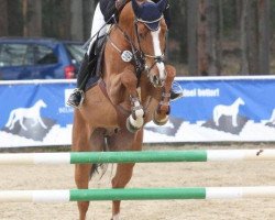 jumper Bandolero 51 (German Sport Horse, 2007, from Balzaci)