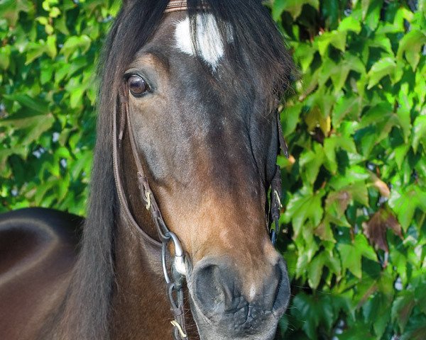 Pferd Wallenstein 137 (Trakehner, 1991, von Waldvogt)