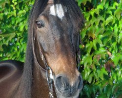 Pferd Wallenstein 137 (Trakehner, 1991, von Waldvogt)