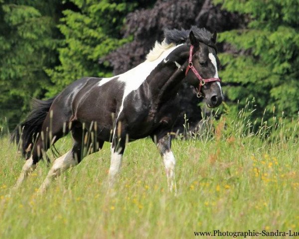 stallion Spezial Color R (Oldenburg show jumper, 2006, from Samenco I B)