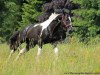 stallion Spezial Color R (Oldenburg show jumper, 2006, from Samenco I B)