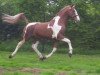 stallion James Bond (Gelderland, 1991, from Unitas)