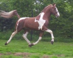 stallion James Bond (Gelderland, 1991, from Unitas)