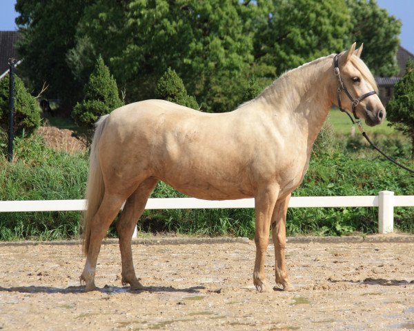 dressage horse Clementime (German Riding Pony, 2018, from Möhlenbeeks Big Roy)