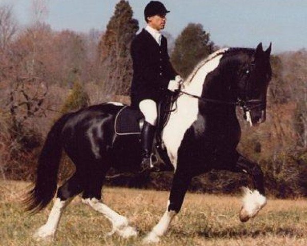 dressage horse Nico (Pinto, 1996, from Tamme 276)