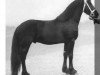 stallion Dagho 247 (Friese, 1971, from Tsjalling 235)