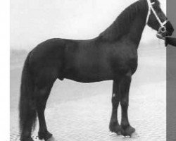 stallion Dagho 247 (Friese, 1971, from Tsjalling 235)