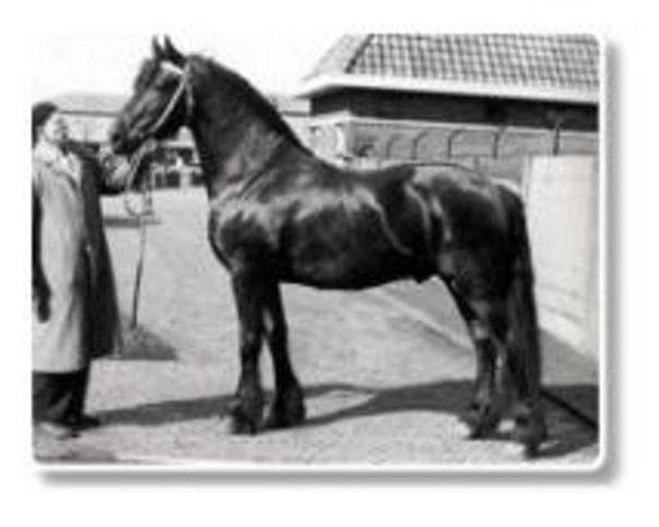 stallion Tetman 205 (Friese, 1956, from Geert 184)
