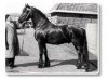 stallion Tetman 205 (Friese, 1956, from Geert 184)