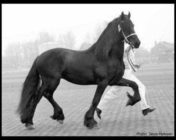 horse Jochem 259 (Friese, 1974, from Mark 232)