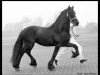 stallion Jochem 259 (Friese, 1974, from Mark 232)