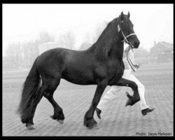 stallion Jochem 259 (Friese, 1974, from Mark 232)