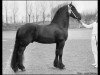 stallion Tamme 276 (Friese, 1979, from Jochem 259)