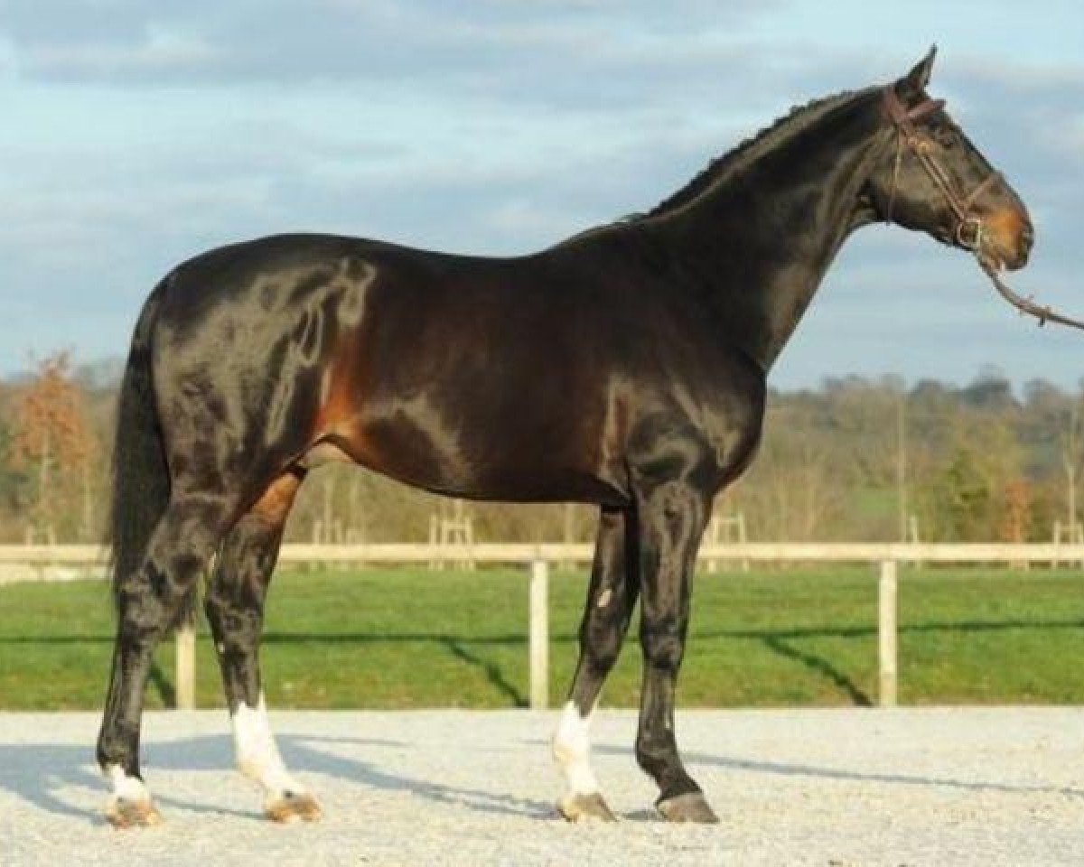 stallion Air Jordan Z (Oldenburg, 1996, from Argentinus)