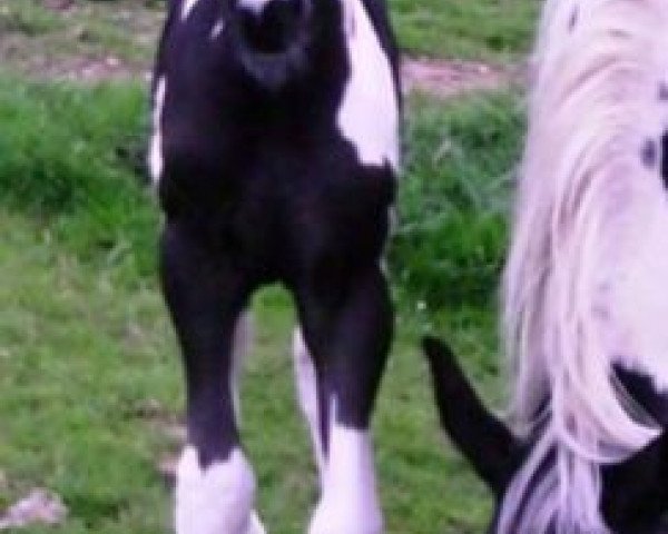 jumper Airborn UK Z (UK Warmblood, 2007, from Air Jordan Z)