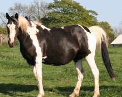 broodmare Shela (KWPN (Royal Dutch Sporthorse), 1999, from King)